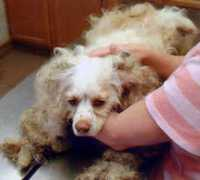 petgroomer.com Bernabeo