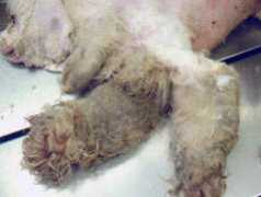 petgroomer.com Bernabeo