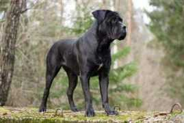 petmd.com Bernadetta