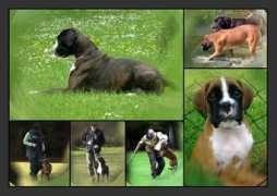 boxer-gigolo.de Bernadone