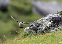 burbagebirders.co.uk Bernara