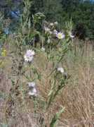 calflora.net Bernardinus