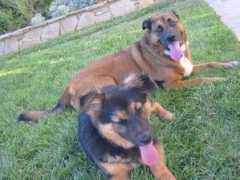 sheprescue.org Bernee
