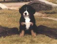 Berner