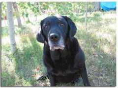 kinseylabradors.com Berneta