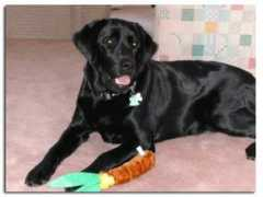 kinseylabradors.com Berneta