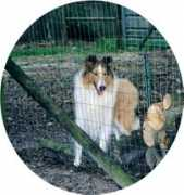 karavelcollies.com Bernice