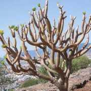Berode