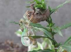 whatsthatbug.com Berogan