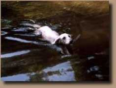 saluki.it Beronica