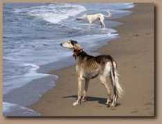 saluki.it Beronica