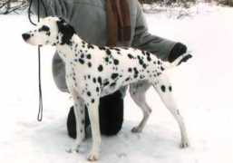 dalmatian.ru Berrouz