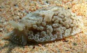 gastropods.com Berthella