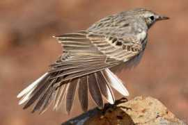 oiseaux.net Berthelot