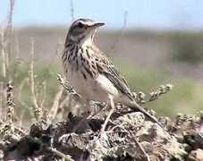 birdseen.co.uk Berthelot