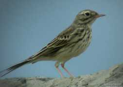 oiseaux.net Berthelot
