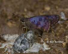 butterfliesandmoths.org Berthet