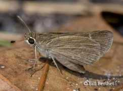 butterfliesandmoths.org Berthet