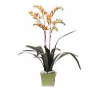 Bertia