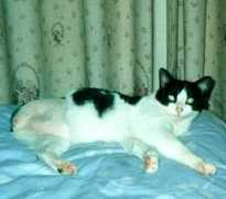 moggies.co.uk Bertie