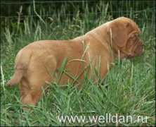kennel.ru Bertran