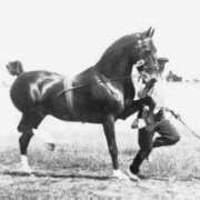 oakbriarhackneyhorses.com Bertrano