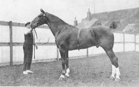 oakbriarhackneyhorses.com Bertrano