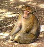 animalinelmondo.com Bertuccia