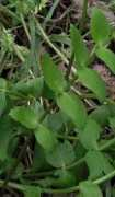 plant-identification.co.uk Berula
