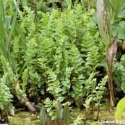 habitas.org.uk Berula