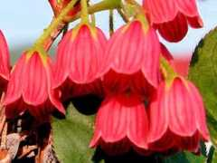 botanic.jp Besara