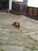 hafici.cz Besina