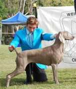 weicqld.dogsites.com.au Bestin