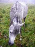 Betar