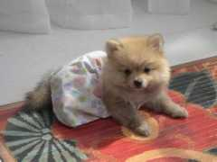 dailypuppy.com Bethanny