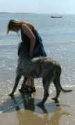 irishwolfhound.co.uk Betime