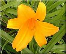 gardenperennials.net Betscher