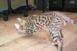 bengalkat.dk Bettem