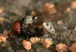 diptera.info Beuki