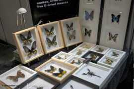 Beurs
