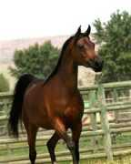 orrionfarms.com Beverlyann