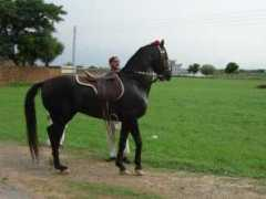 Bewal