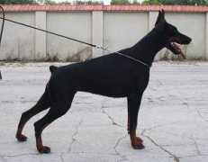 Beylis
