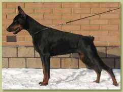 Beylis