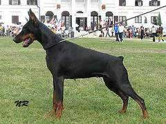 Beylis
