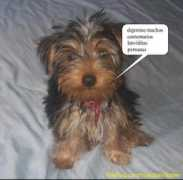 petflog.com Beyota