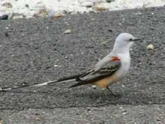 utahbirds.org Beyre