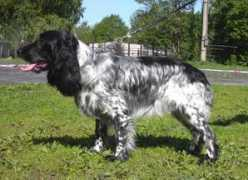 russianspaniel-spb.com Bezil