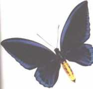 Bfly