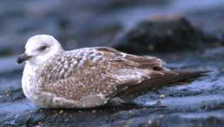gull-research.org Bgad